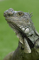 Green Iguana (Iguana iguana) with large growth on it's nose, Seminario Park, Guayaquil, Ecuador