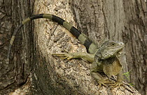 Green Iguana (Iguana iguana) on tree root, Seminario Park, Guayaquil, Ecuador