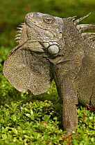 Green Iguana (Iguana iguana) flaring dewlap in threat display, Seminario Park, Guayaquil, Ecuador