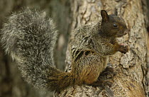 Guayaquil Squirrel (Sciurus stramineus) sitting in tree, Cerro Blanco Reserve, Pacific dry forest, Guayas Province, Ecuador