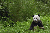 Giant Panda (Ailuropoda melanoleuca) near bamboo grove, Wolong China Conservation and Research Center for the Giant Panda within Wolong Reserve, Sichuan Province