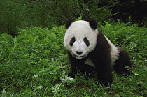 Giant Panda (Ailuropoda melanoleuca) looking at camera, Wolong China Conservation and Research Center for the Giant Panda within Wolong Reserve, Sichuan Province, China