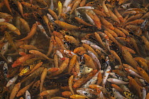 Koi is favorite ornamental fish, China