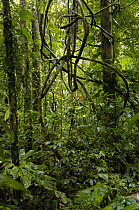 Vines in tropical rainforest understory, Yasuni National Park declarned a UNESCO Biosphere Reserve in 1989, Amazon rainforest, Ecuador