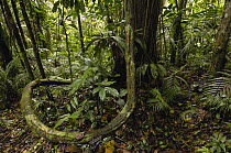 Vines in tropical rainforest understory, Yasuni National Park declarned a UNESCO Biosphere Reserve in 1989, Amazon rainforest, Ecuador