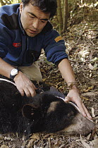 Spectacled Bear (Tremarctos ornatus) researcher measuring individual in cloud forest and paramo habitat, Andes, Ecuador