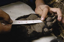 Spectacled Bear (Tremarctos ornatus) researcher measuring paw in cloud forest and paramo habitat, Andes, Ecuador