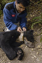 Spectacled Bear (Tremarctos ornatus) researcher attaching radio collar in cloud forest and paramo habitat, Andes, Ecuador