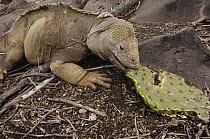 Santa Fe Land Iguana (Conolophus pallidus) eating Optunia cactus, Santa Fe Island, Galapagos Islands, Ecuador