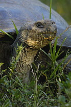 Indefatigable Island Tortoise (Chelonoidis nigra porteri) highlands, Santa Cruz Island, Galapagos Islands, Ecuador