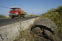 Indefatigable Island Tortoise (Chelonoidis nigra porteri) alongside road with traffic, highlands, Santa Cruz Island, Galapagos Islands, Ecuador