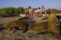 Galapagos Sea Lion (Zalophus wollebaeki) group on beach with tourists, Espanola (Hood) Island, Galapagos Islands, Ecuador