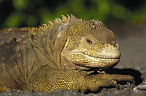 Galapagos Land Iguana (Conolophus subcristatus), Urbina Bay, Isabella Island, Galapagos Islands, Ecuador