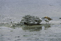 Puna Plover (Charadrius alticola), Laguna Canapa, Altiplano, Bolivia