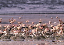 Puna Flamingo (Phoenicopterus jamesi) nesting in Laguna Colorada in the Altiplano of Bolivia