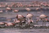 Puna Flamingo (Phoenicopterus jamesi) nesting Laguna Colorada in the Altiplano of Bolivia