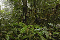 Primary rainforest, western slope of Andes Mountains, Ecuador
