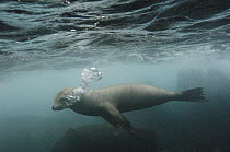 Galapagos Sea Lion (Zalophus wollebaeki) swimming underwater, Galapagos Islands, Ecuador