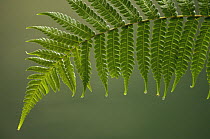 Fern frond with drip tips, Mindo Cloud Forest, Ecuador