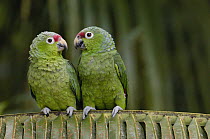 Red-lored Parrot (Amazona autumnalis) pair sitting on branch, Ecuador