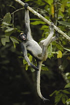White-bellied Spider Monkey (Ateles belzebuth) calling while hanging from tree, vulnerable species, Amazon Rainforest, Ecuador