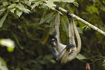 White-bellied Spider Monkey (Ateles belzebuth) hanging from tree, vulnerable species, Amazon Rainforest, Ecuador