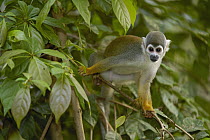 South American Squirrel Monkey (Saimiri sciureus) in trees, Amazon Rainforest, Ecuador