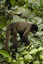 Humboldt's Woolly Monkey (Lagothrix lagothricha) in tree, Amazon Rainforest, Ecuador
