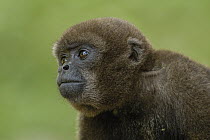 Humboldt's Woolly Monkey (Lagothrix lagothricha) portrait, Amazon Rainforest, Ecuador