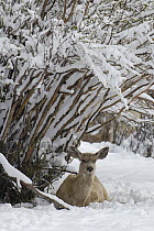 Mule Deer (Odocoileus hemionus) resting under a tree after spring snow storm, Wyoming
