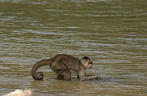 White-fronted Capuchin (Cebus albifrons) foraging for food in river, Amazon Rainforest, Ecuador