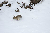 Eastern Cottontail Rabbit (Sylvilagus floridanus) running over snow, Wyoming