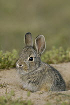 Eastern Cottontail Rabbit (Sylvilagus floridanus) at burrow entrance, Wyoming