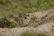 Black-tailed Prairie Dog (Cynomys ludovicianus) peeking out of burrow, Devil's Tower National Monument, Wyoming