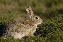 Eastern Cottontail Rabbit (Sylvilagus floridanus) portrait, Wyoming