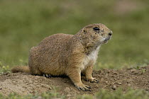 Black-tailed Prairie Dog (Cynomys ludovicianus) near burrow entrance, Devil's Tower National Monument, Wyoming