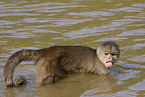 White-fronted Capuchin (Cebus albifrons) foraging for food in river, Amazon Rainforest, Ecuador