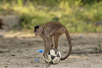White-fronted Capuchin (Cebus albifrons) playing with soccer ball, Puerto Misahualli, Amazon Rainforest, Ecuador