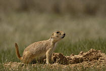 Black-tailed Prairie Dog (Cynomys ludovicianus) in agitated posture, Devil's Tower National Monument, Wyoming