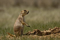Black-tailed Prairie Dog (Cynomys ludovicianus) looking for danger, Devil's Tower National Monument, Wyoming