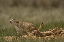 Black-tailed Prairie Dog (Cynomys ludovicianus) in agitated posture, Devil's Tower National Monument, Wyoming