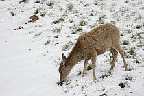 Mule Deer (Odocoileus hemionus) digging through new snow to feed after spring storm, Wyoming