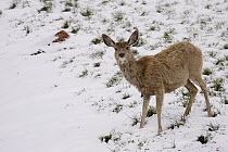Mule Deer (Odocoileus hemionus) in snow after spring storm, Wyoming