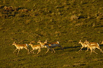 Pronghorn Antelope (Antilocapra americana) herd running, Wyoming