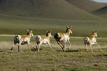 Pronghorn Antelope (Antilocapra americana) herd running over plain, Wyoming