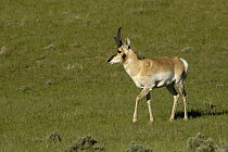 Pronghorn Antelope (Antilocapra americana) male, Wyoming