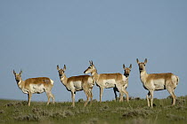 Pronghorn Antelope (Antilocapra americana) herd, Wyoming