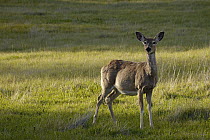 Mule Deer (Odocoileus hemionus) pregnant female, Wyoming