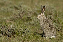 White-tailed Jack Rabbit (Lepus townsendii), Wyoming