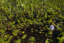 Wetland plants and water hyacinth, in freshwater lagoon, Pantanal, Brazil